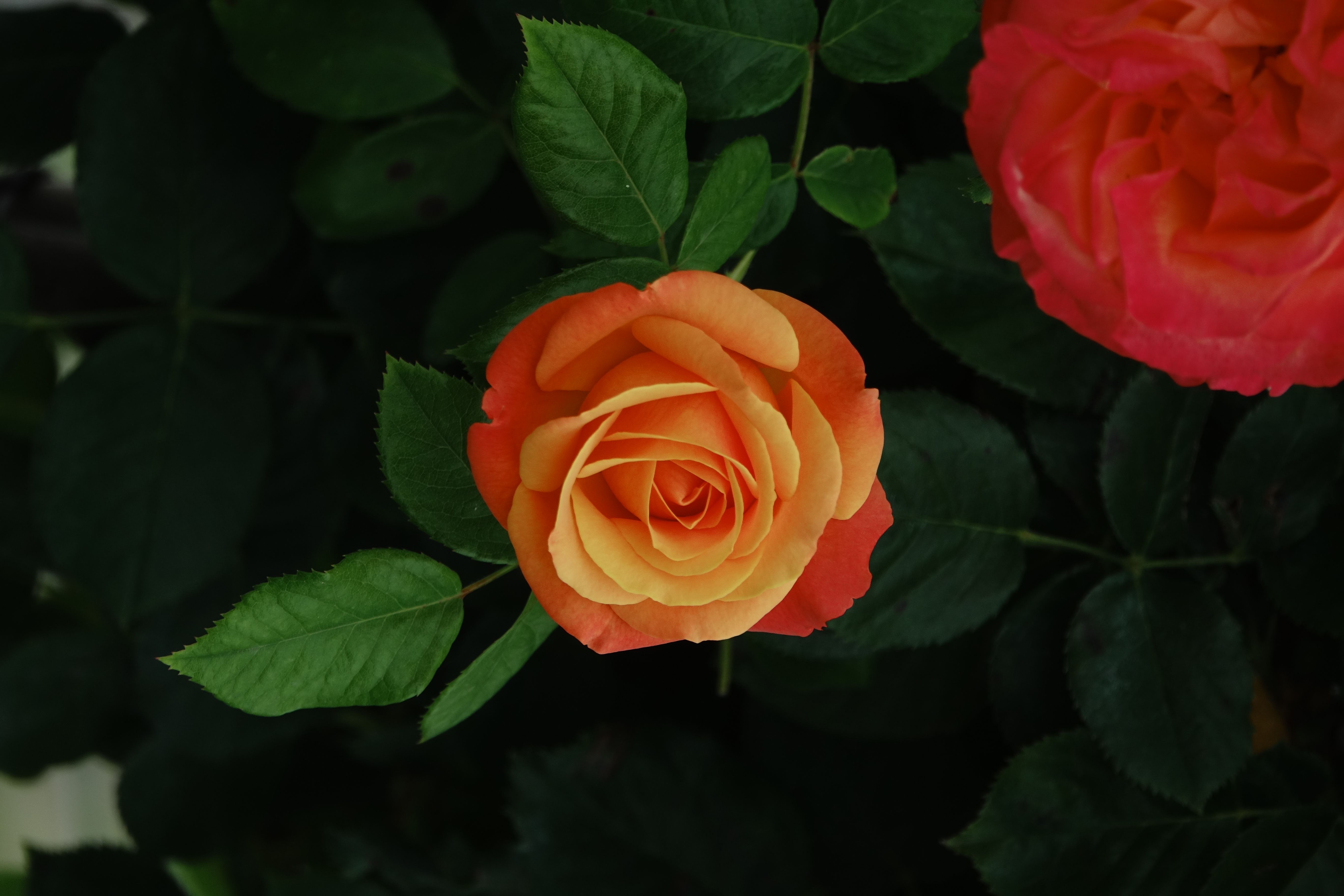 ©SUNFLOR - Primavera